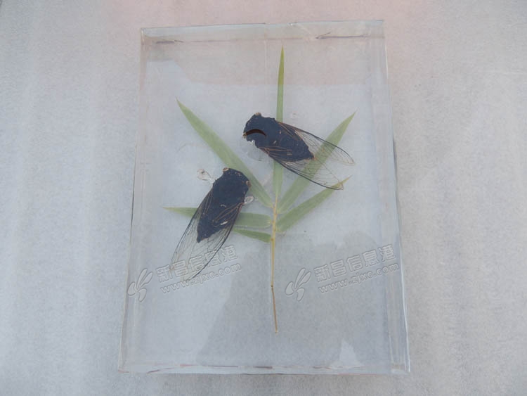 网友晒图:用捡来的知了,用水晶滴胶做了几个标本