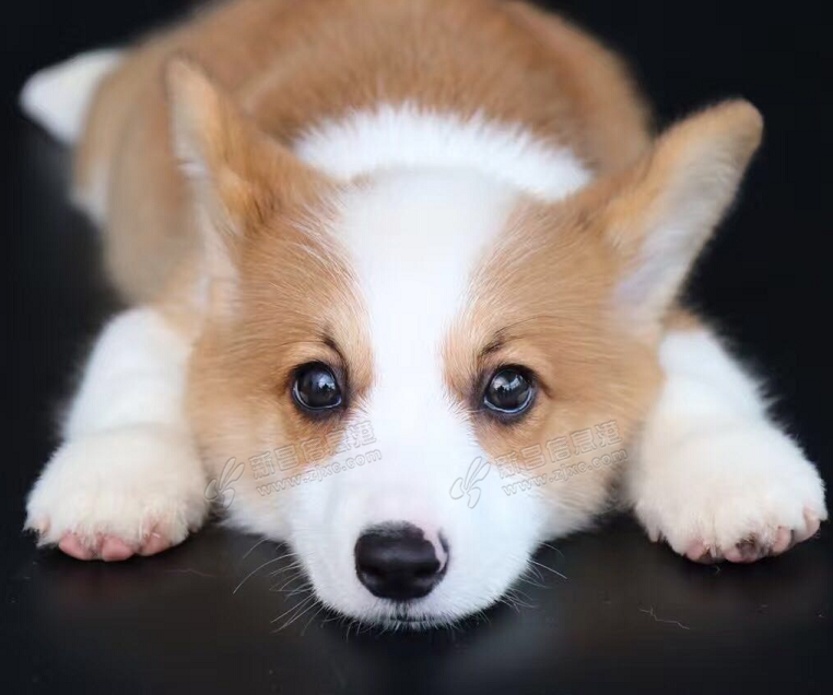 双色短腿大屁股柯基犬