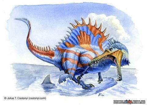棘背龙   棘龙是一种外貌怪诞的食肉恐龙,全长12米,臀部高约2.