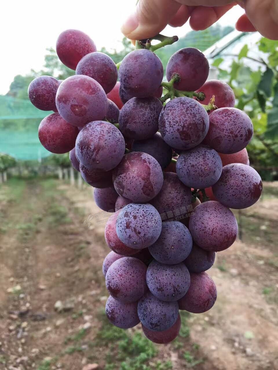 镜湖山庄感恩所有关注的朋友,欢迎您