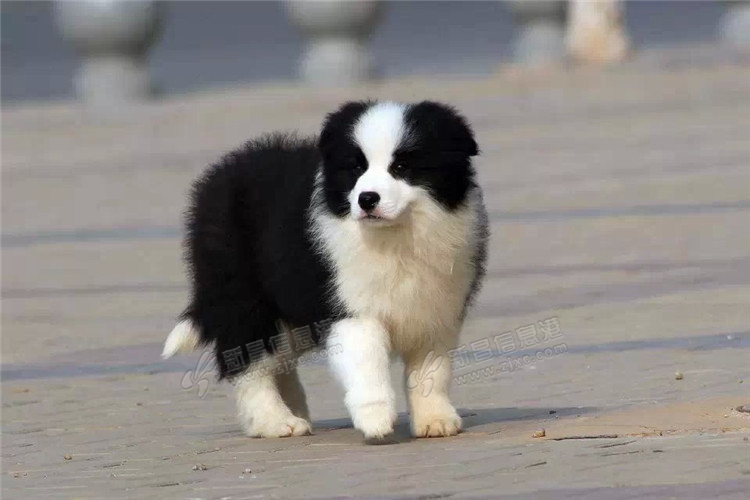 高智商的边牧宝宝出售 赛级品质 销售签订健康协议