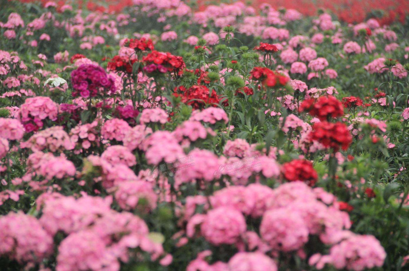 9月8日嘉兴5a南湖 康馨花海 特惠品蟹138元一日游