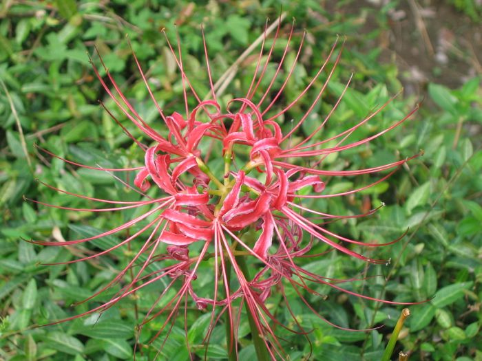 09年9月20日在老会墅岭旁的溪边烧烤,游班竹村的