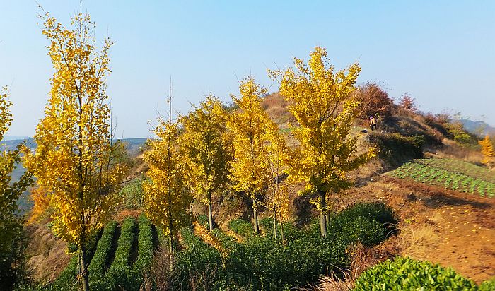 乐摄行动 之 三十 九(后金山村拉家常,十九峰上追夕阳)