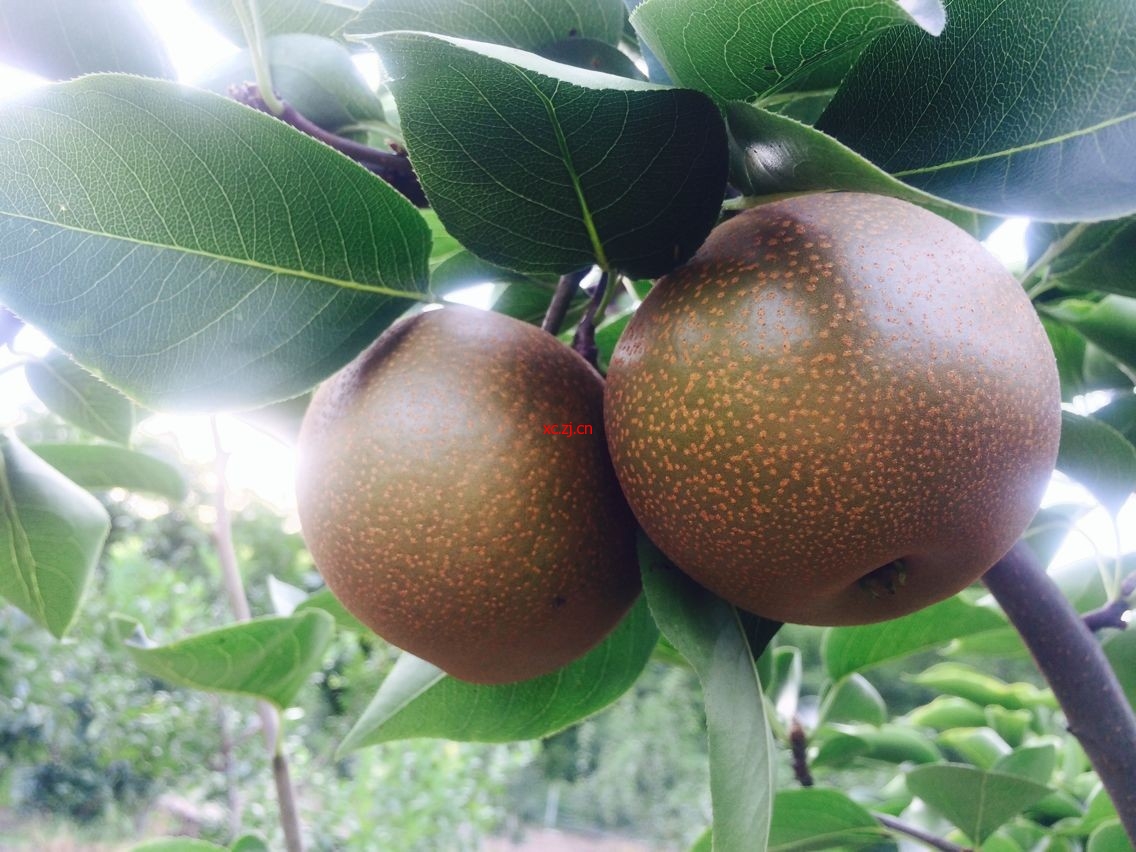 还没成熟的黄花梨